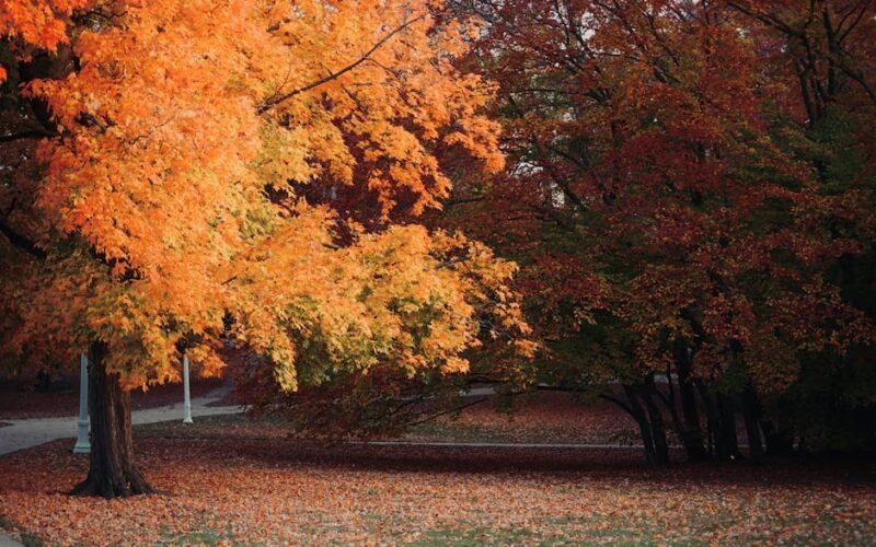 Michigan State University